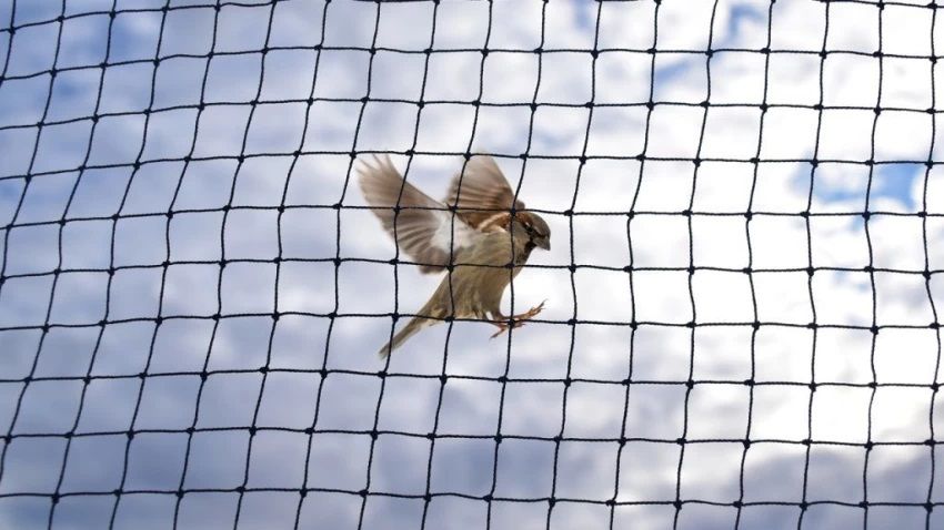 Anti Bird Nets  & Supplier