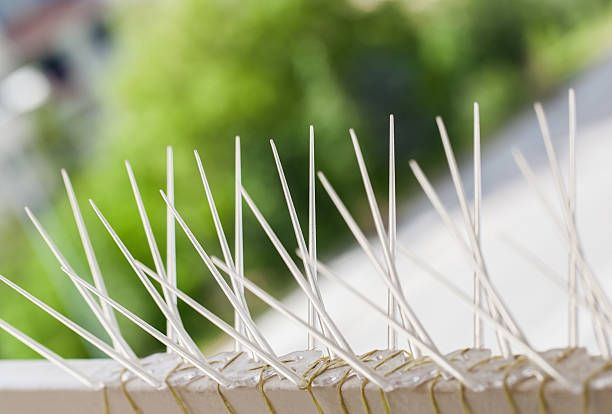 Bird Spikes 
